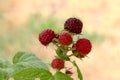 Blackcap Raspberry Fruit Berry Cross 02