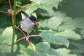 Blackcap with red berry