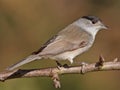 Blackcap, Sylvia atricapilla Royalty Free Stock Photo