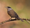 Blackcap, Sylvia atricapilla Royalty Free Stock Photo