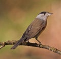 Blackcap, Sylvia atricapilla Royalty Free Stock Photo