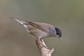 Blackcap, Sylvia atricapilla Royalty Free Stock Photo