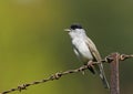 Blackcap (Sylvia atricapilla) Royalty Free Stock Photo