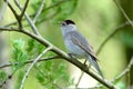 Blackcap (Sylvia atricapilla)