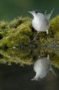 Blackcap Sylvia atricapilla, fountain, drinking water with its reflection Royalty Free Stock Photo
