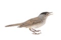 Blackcap, Sylvia atricapilla, male. Isplated on white background