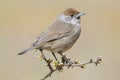 Blackcap (Sylvia atricapilla ) Royalty Free Stock Photo