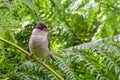 Blackcap - Sylvia atricapilla searching for food. Royalty Free Stock Photo