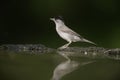 Blackcap, Sylvia atricapilla Royalty Free Stock Photo