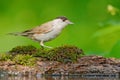 Blackcap, Sylvia atricapolla sitting in the water, nice lichen tree branch, bird in the nature habitat, spring, nesting time, Germ