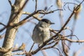 Blackcap (Sylvia atripacilla) Royalty Free Stock Photo