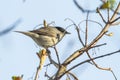 Blackcap (Sylvia atripacilla) Royalty Free Stock Photo