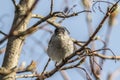 Blackcap (Sylvia atripacilla) Royalty Free Stock Photo
