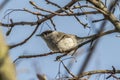 Blackcap (Sylvia atripacilla) Royalty Free Stock Photo