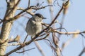 Blackcap (Sylvia atripacilla) Royalty Free Stock Photo