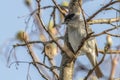 Blackcap Sylvia atripacilla Royalty Free Stock Photo