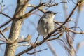 Blackcap Sylvia atripacilla