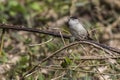 Blackcap Sylvia atripacilla Royalty Free Stock Photo