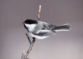 Blackcapped Chickadee