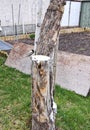 Blackcapped Chickadee making a nest in an old tree stump