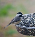 Blackcapped Chickadee on Feeder