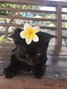 Blackcat cat flower chilling Royalty Free Stock Photo