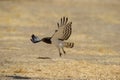 Blackchested Snake-Eagle (Circaetus pectoralis) Kgalagadi Transfrontier Park, South Africa Royalty Free Stock Photo