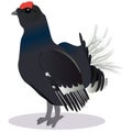 Blackcock bird Royalty Free Stock Photo