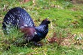 The blackcock with unbelievable colored feathers stays on the green lawn unraveling. Royalty Free Stock Photo