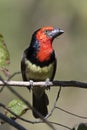 Blackcollared Barbet - Botswana