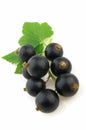 Blackcurrant Royalty Free Stock Photo