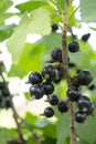 Blackcurrant berries on a bush. Among the leaves of green are bunches of black currants. Ripe black currants are ready Royalty Free Stock Photo