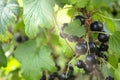 Blackcurrant berries on a bush. Ripe black currants are ready for harvesting. Among the leaves of green are bunches of Royalty Free Stock Photo
