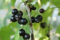 Blackcurrant berries grow on a bush branch close-up. Vitamin C in berries and fruits. growing berries plant growing care for fruit Royalty Free Stock Photo
