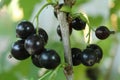 Blackcurrant berries grow on a bush branch close-up. Vitamin C in berries and fruits. growing berries plant growing care for fruit Royalty Free Stock Photo