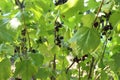 Blackcurrant berries grow on a bush branch close-up. Vitamin C in berries and fruits. growing berries plant growing care for fruit Royalty Free Stock Photo