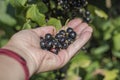 blackcurrant berries in the palm of a woman on the background of a bush with currant berries Royalty Free Stock Photo