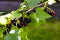 Blackcurrant berries ripen on bush growing outdoors