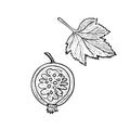 Blackcurrant or black currant Ribes nigrum berry cut half and leaf, vector doodle gravure style sketch illustration