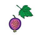 Blackcurrant or black currant Ribes nigrum berry cut half and leaf, vector doodle style color sketch illustration