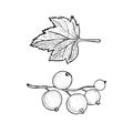 Blackcurrant or black currant Ribes nigrum and leaf, vector doodle gravure style sketch illustration