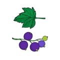 Blackcurrant or black currant Ribes nigrum and leaf, vector style sketch illustration