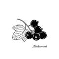 Blackcurrant. Black and white berries. Hand-drawn flat image. Vector illustration.