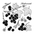 Blackcurrant. Black and white berries set. Hand-drawn flat image. Vector illustration.