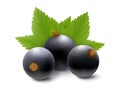 Blackcurrant or blueberry. Realistic 3d vector illustration of berries and green leaves, isolated on white background