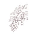 Blackcurrant branch. Outlined botanical sketch of black currant plant in vintage style. Drawing of cassis berries. Hand