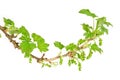 Blackcurrant branch in spring Royalty Free Stock Photo