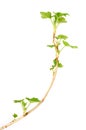 Blackcurrant branch in spring Royalty Free Stock Photo