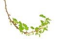 Blackcurrant branch in spring Royalty Free Stock Photo