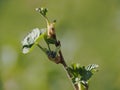 Blackcurrant with buds before flowering.